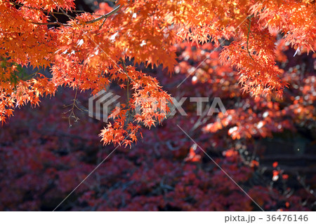 紅葉 紅葉 36476146