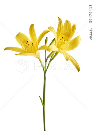 Flower yellow lily Flower yellow lily 36476413