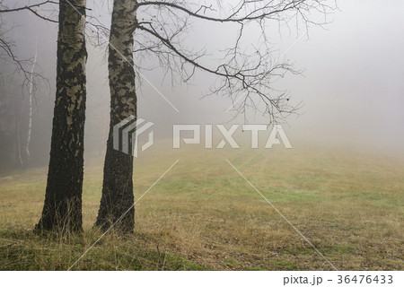 Autumn birch trees Autumn birch trees 36476433