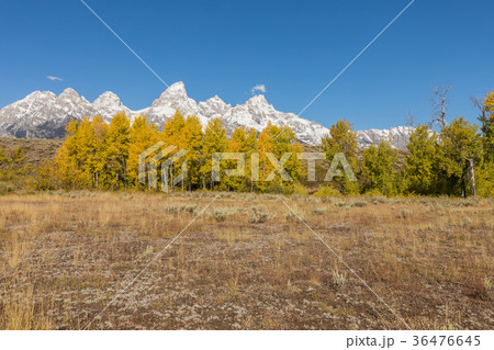 Autumn in the Tetons Autumn in the Tetons 36476645