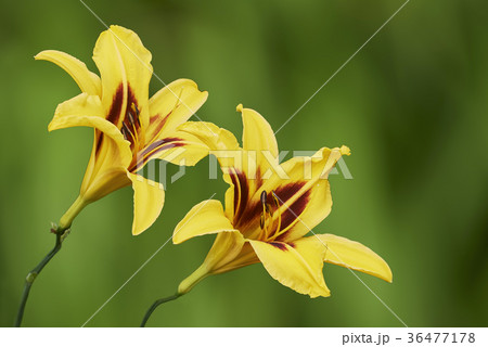 Two yellow lily flower Two yellow lily flower 36477178