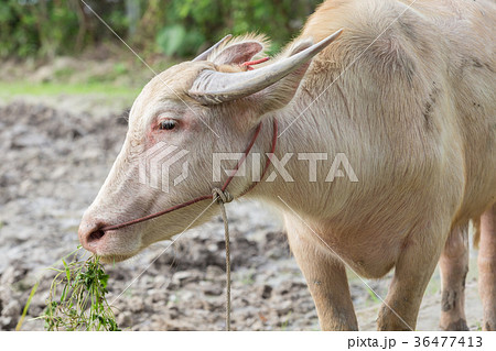 White buffalo is eating grass. White buffalo is eating grass. 36477413