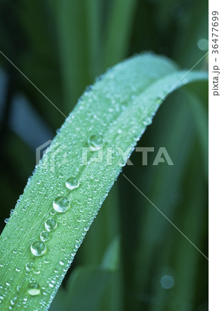 Dewy grass Dewy grass 36477699