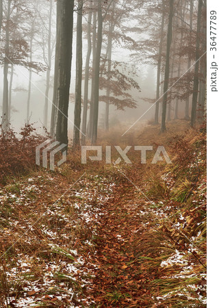 Late autumn snowy beech forest 36477789
