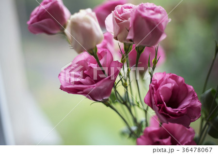 beautiful bouquet of bright pink flowers eustoma beautiful bouquet of bright pink flowers eustoma 36478067