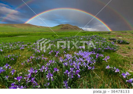 Mountain landscape with a rainbow over flowers 36478133