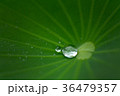 Water drop on lotus leaf in nature 36479357