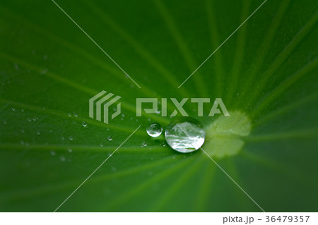 Water drop on lotus leaf in nature 36479357