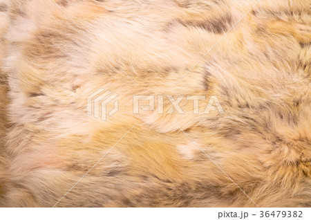 Natural fur texture Natural fur texture 36479382