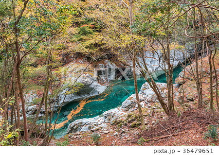 秋の面河渓 秋の面河渓 36479651