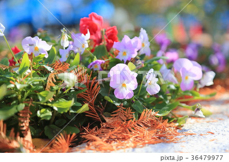 ビオラの花 36479977