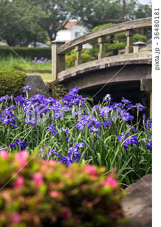花菖蒲 36480181
