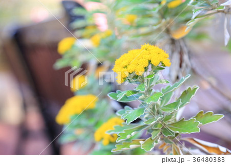 イソギクの花 36480383