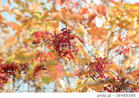 ガマズミの実 ガマズミの実 36480388