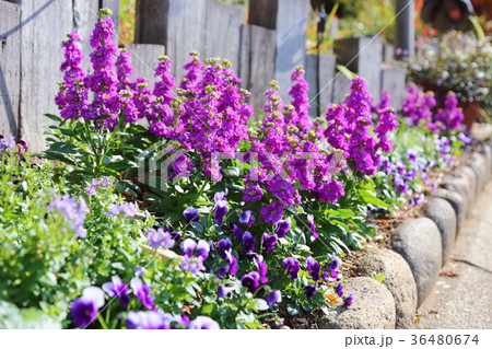 ストックの花の写真素材