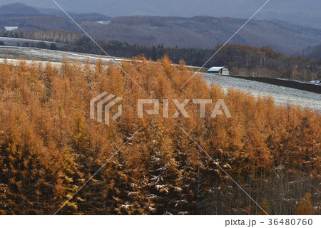 冬の就実の丘_2 冬の就実の丘_2 36480760