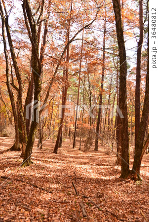 落ち葉いっぱいの雑木林 落ち葉いっぱいの雑木林 36480812