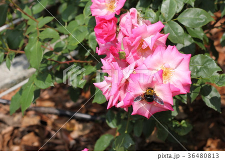 尼崎おおいど公園の薔薇 尼崎おおいど公園の薔薇 36480813