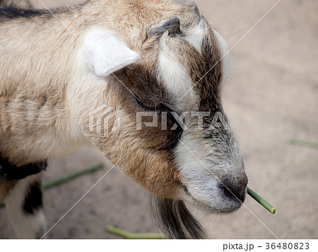 ピグミーゴート 36480823