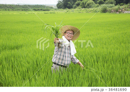 diligent farmer's life, green rice plants background 289 diligent farmer's life, green rice plants background 289 36481690