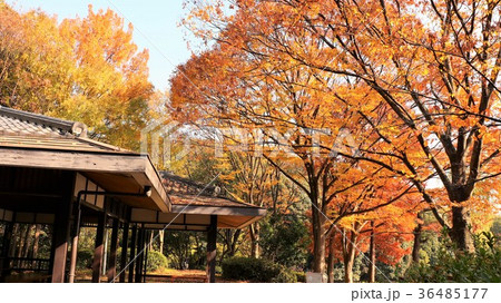 紅葉「山田池公園の東屋」大阪府枚方市 紅葉「山田池公園の東屋」大阪府枚方市 36485177