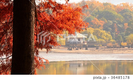 紅葉「ラクショウ＆山田池」大阪府枚方市 36485178