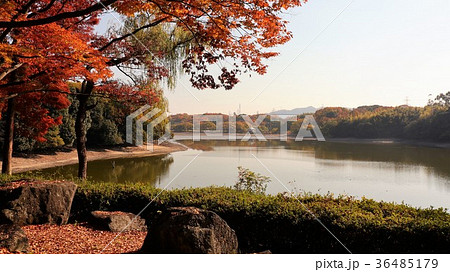 紅葉「山田池」大阪府枚方市 36485179