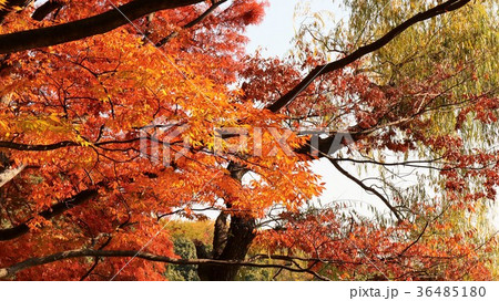 紅葉「もみじ」大阪府枚方市:山田池公園 紅葉「もみじ」大阪府枚方市:山田池公園 36485180