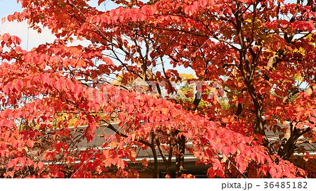 紅葉「ヤマボウシ&山田池公園」大阪府枚方市 紅葉「ヤマボウシ&山田池公園」大阪府枚方市 36485182
