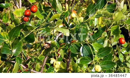 16:9 ナツメの実 16:9 ナツメの実 36485447