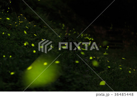 地面の天の川　蛍 36485448