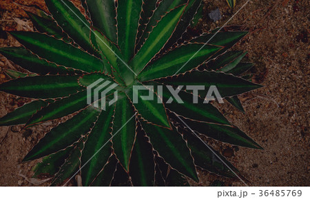 small fantastic plant that growing in a desert. small fantastic plant that growing in a desert. 36485769