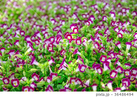 Colorful Torenia fournieri. 36486494