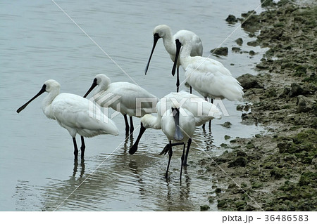 宮古島/干潟の野鳥 宮古島/干潟の野鳥 36486583