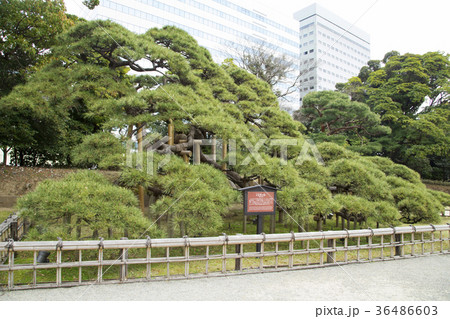 浜離宮恩賜庭園　三百年の松 36486603