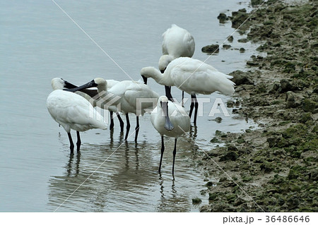 宮古島/干潟の野鳥 宮古島/干潟の野鳥 36486646