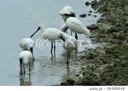 宮古島/干潟の野鳥 宮古島/干潟の野鳥 36486648