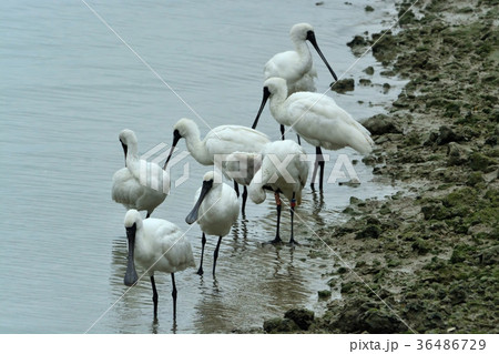 宮古島/干潟の野鳥 宮古島/干潟の野鳥 36486729