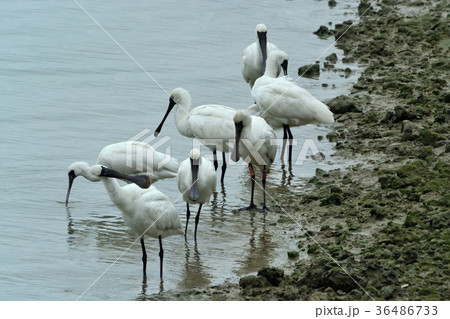 宮古島/干潟の野鳥 宮古島/干潟の野鳥 36486733