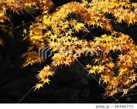 黄色い紅葉 黄色い紅葉 36486755