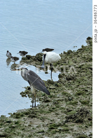 宮古島/干潟の野鳥 宮古島/干潟の野鳥 36486773