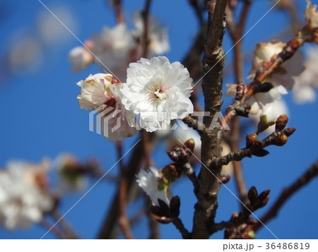 冬に咲く八重咲きの桜：十月桜 36486819
