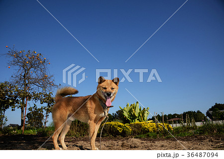 犬 青空 いぬ 戌年 dog 2018 年賀素材 正月素材 犬 青空 いぬ 戌年 dog 2018 年賀素材 正月素材 36487094