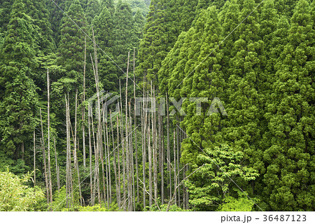 竹田市荻町地区の針葉樹林と枯木立 竹田市荻町地区の針葉樹林と枯木立 36487123