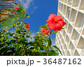 沖縄　青い空　赤いハイビスカス 36487162