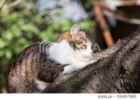 桜の木の上で昼寝する猫 桜の木の上で昼寝する猫 36487860