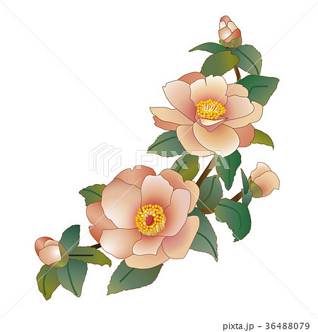 椿 山茶花のイラスト素材