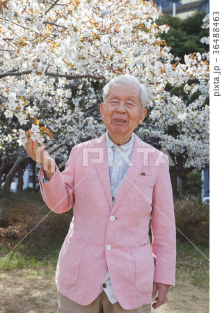 桜 シニア 桜 シニア 36488463