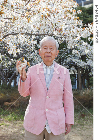 桜 シニア 桜 シニア 36488464