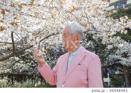 桜　シニア 36488465